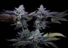 Paradise Seeds Sweetopia feminisierte Samen