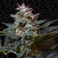 Sweet Purple - 10 ks feminizované semená Paradise Seeds
