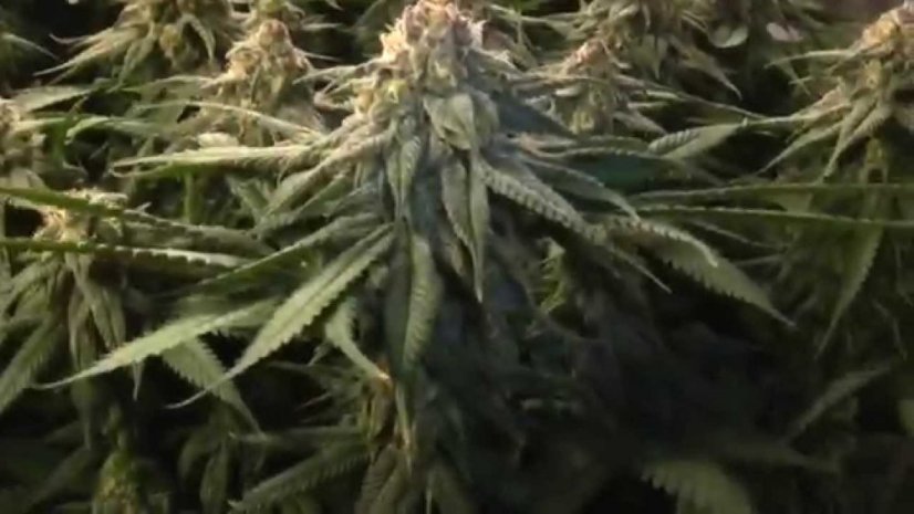 Blue Kush - feminizowane nasiona 5 sztuk Dinafem