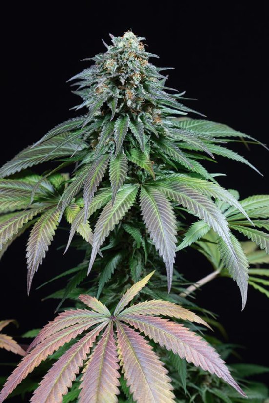 Purple Moby Dick - 3 feminizowane nasiona Dinafem