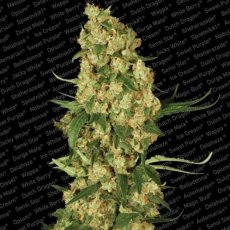 Wappa - 5 ks feminizované semená Paradise Seeds