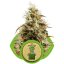 Royal Jack Automatic - fem. a samonakvétací semienka 3ks Royal Queen Seeds