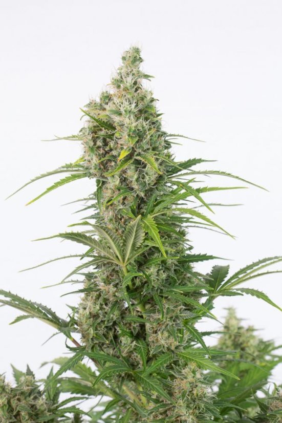 White Widow Autoflowering CBD - fem. a samonakvétací semienka 5ks Dinafem