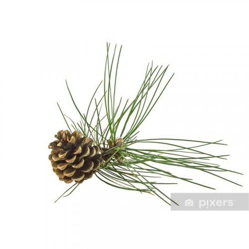 Siberian Pine - 100% Natural Essential Oil (10ml) - Pestik