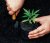 Cannabisanbau