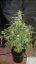 PolarLight  3®- autoflowering semienka 7ks Dutch Passion