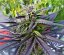 Purple Ghost Candy - feminizowane nasiona konopi 10 sztuk, Seedsman