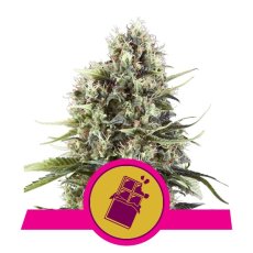 Chocolate Haze - feminizovaná semienka 3 ks Royal Queen Seeds