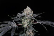 Paradise Seeds x Compound Genetics High Society - feminized seeds 5 pcs