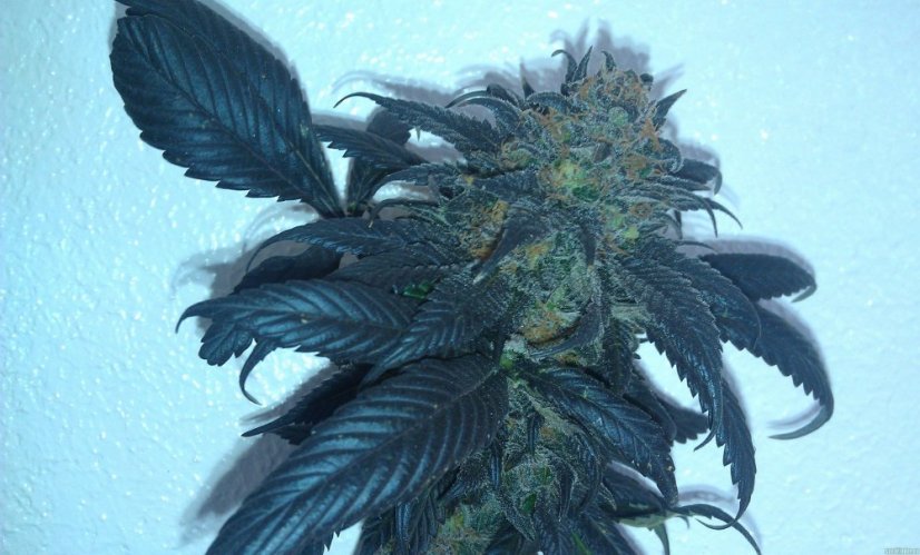 Sour Blueberry - feminizovaná semienka 3ks Humboldt