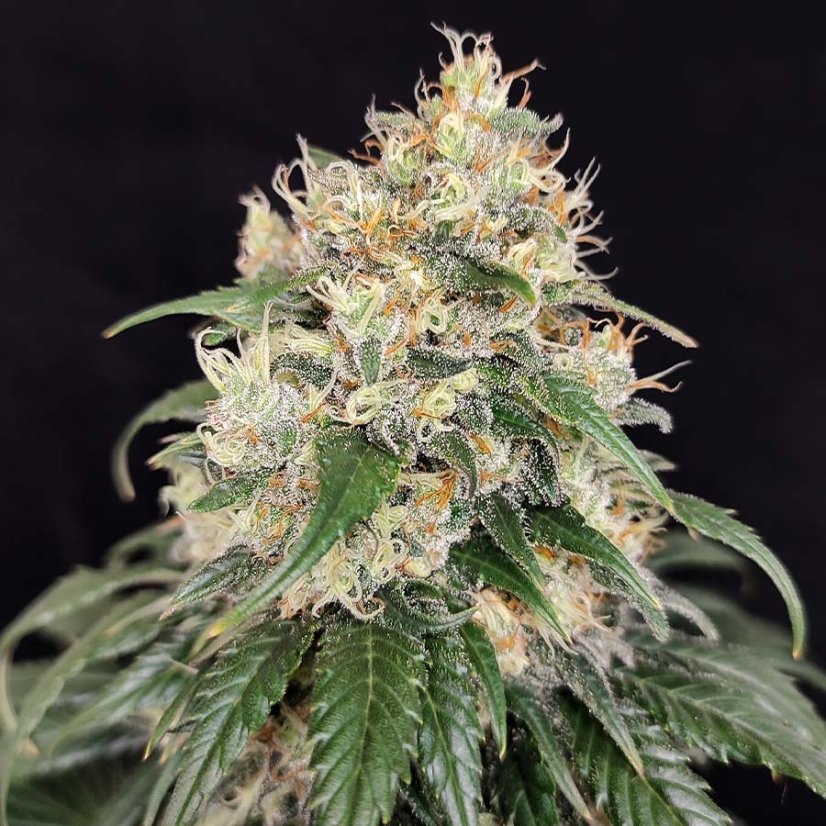 Medikit - Feminized Seeds, 10 pcs, Buddha Seeds