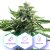 Gorilla Glue - feminized seeds 10 pcs Cannapio