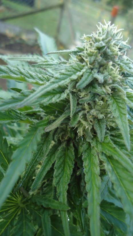 Early Skunk - 5 ks feminizovaná semínka Sensi Seeds