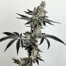 Exotic Genetix Nut Buster feminisierte Samen