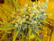 Mr Critical Haze 18 szt. Miło