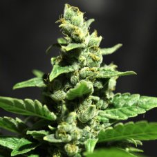 Green O Matic 5 ks, feminizované semené Green House Seeds