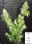 Mr Nice G13 x Hash Plant 10 ks štandardizované feminizované semená Sensi Seeds