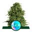 Cosmos F1 - CBD marijuana seeds 3pcs, Royal Queen Seeds