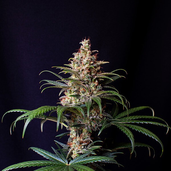 Shogun - feminisierte Samen 10 Stück Royal Queen Seeds