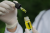 Wirkungen von Cannabis