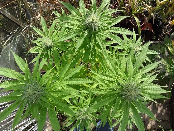 Skunk Kush - 10 ks feminizovaná semínka Sensi Seeds