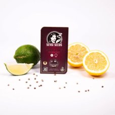Sensi Skunk - feminizované semienka konope 5 ks, Sensi Seeds