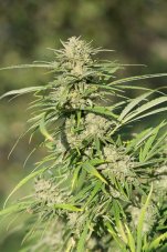Critical Kush - feminisierte Samen 3 Stück Dinafem