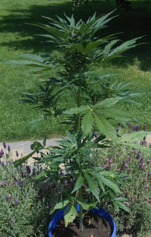 Royal Jack Automatic - feminizovaná a samonakvétací semínka 5ks Royal Queen Seeds