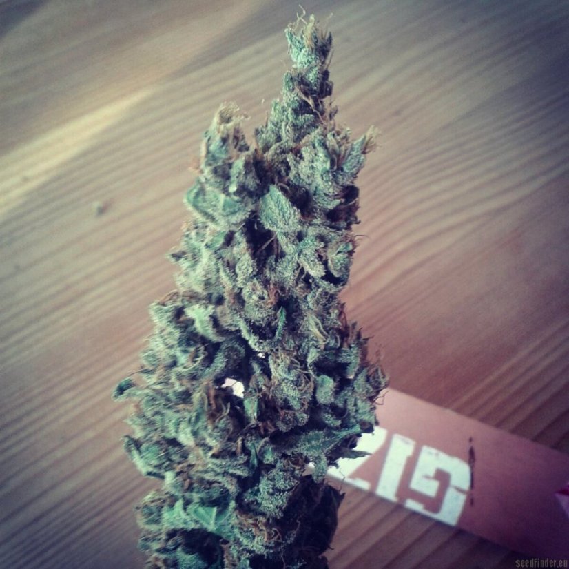 Black Jack Fast Version - Feminisierte Samen 3 Stück Sweet Seeds