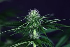 Doctor Seedsman CBD 30:1 - feminized seeds 5 pcs Seedsman