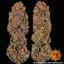 Runtz X Layer Cake - feminized seeds 5 pcs Barney´s Farm