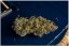 Cream 47 – feminizované semienka 10 ks Sweet Seeds