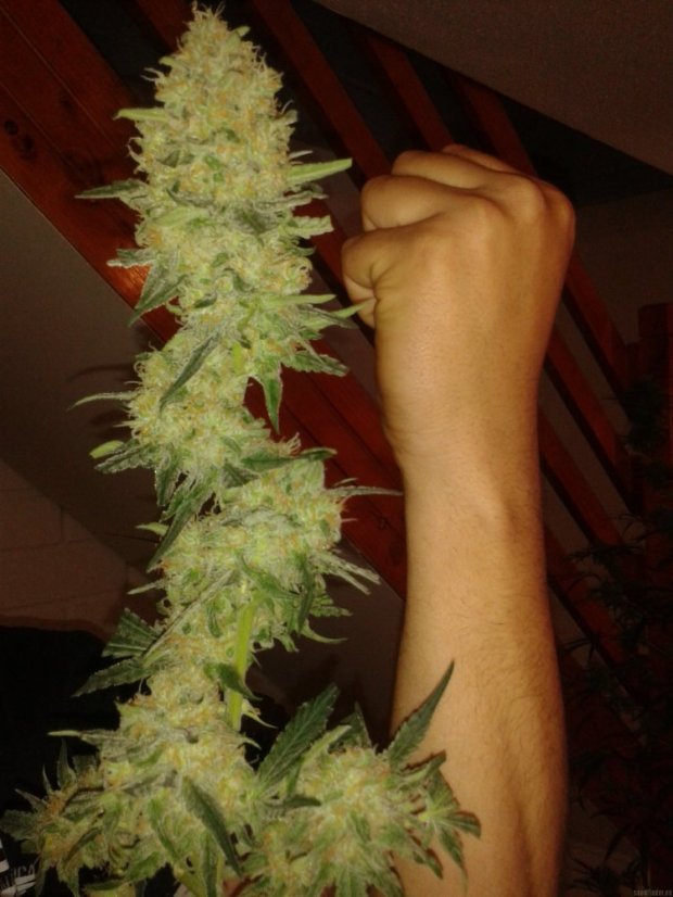 Green Poison – feminizovaná semínka 3ks Sweet Seeds