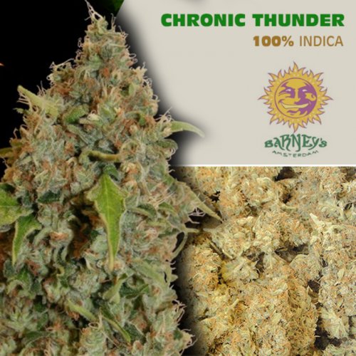 Chronic Thunder - Feminized Seeds 10 pcs Barney's Farm
