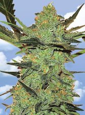 Flying Dutchmen G-Force feminized seeds