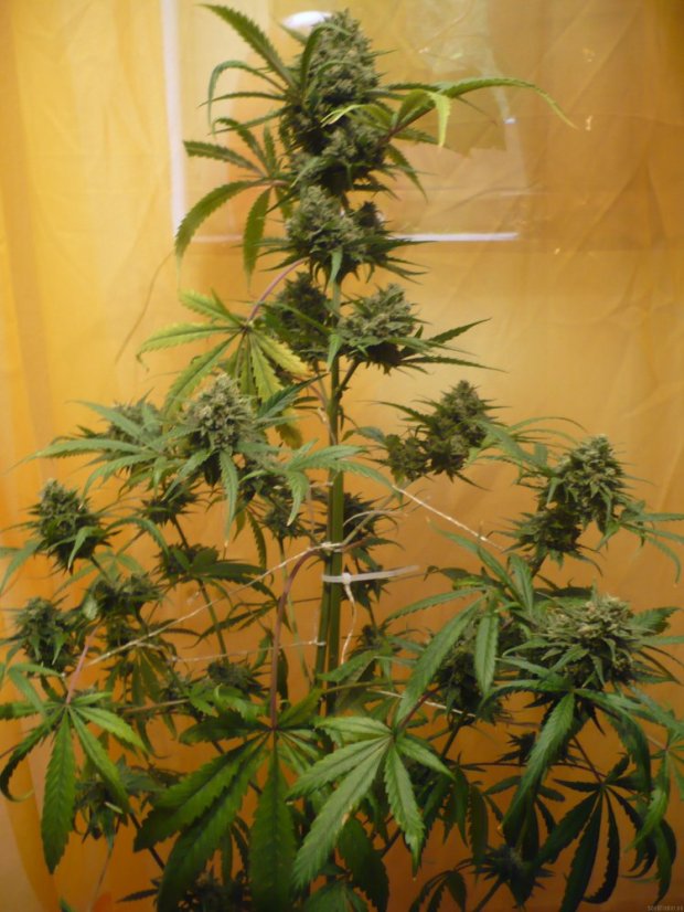 Northern Lights Automatic - feminizovaná a samonakvétací semínka 5ks Sensi Seeds