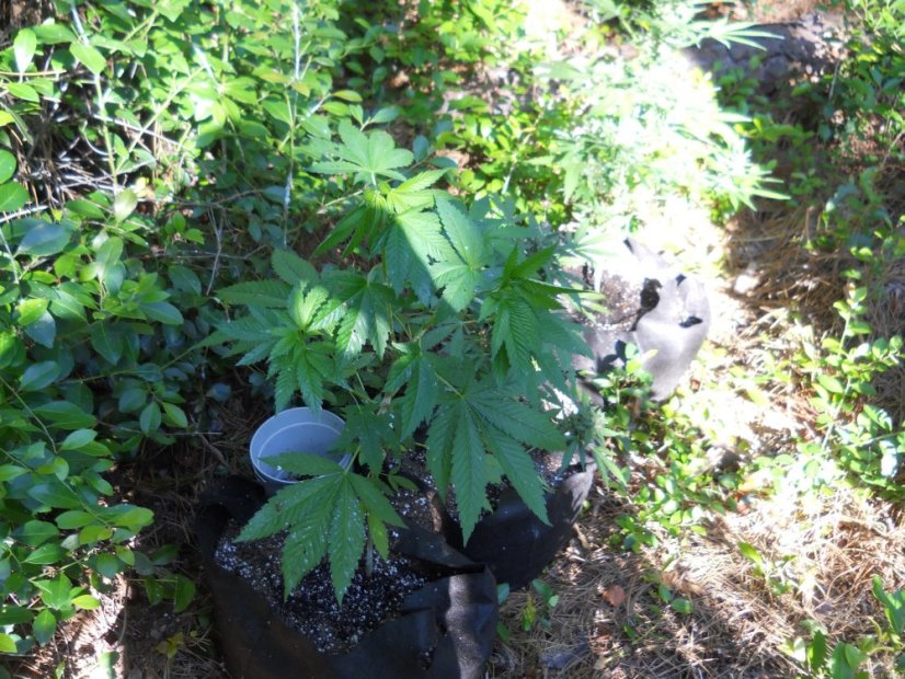 Bubba Kush - feminizovaná semienka 5ks Humboldt