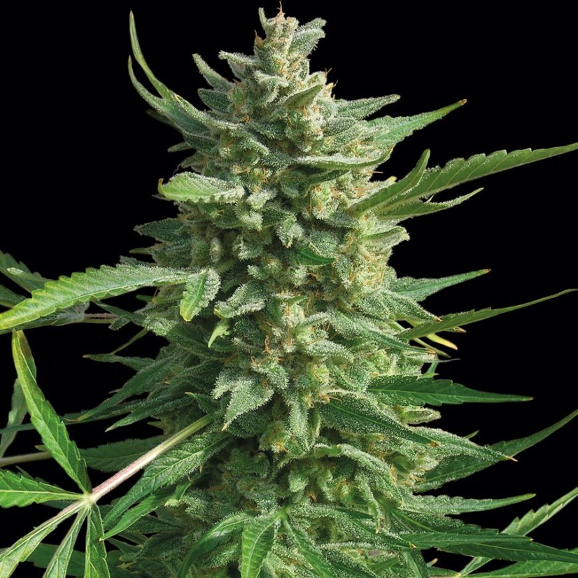 Critical Kush – feminizované semienka 5 ks Barney Farms