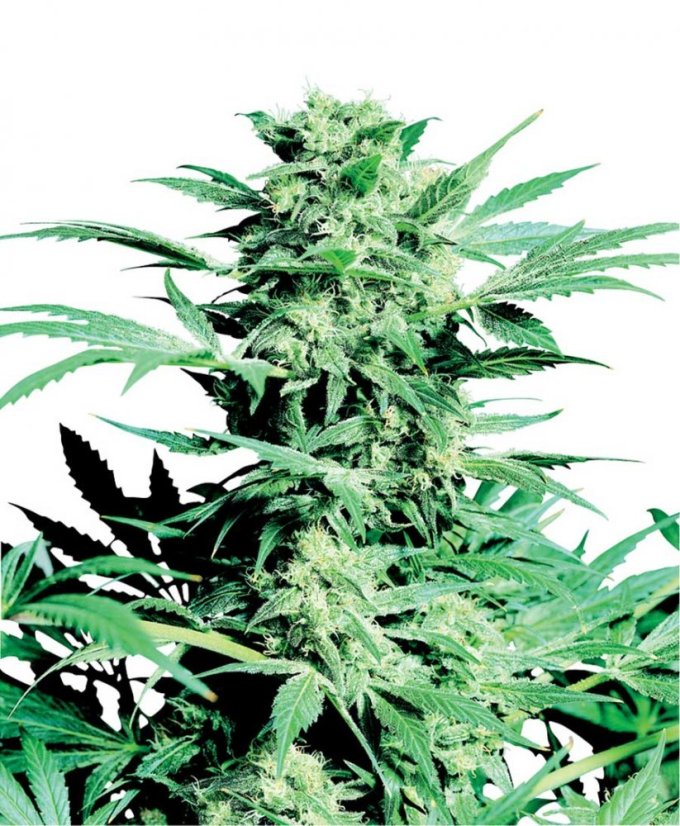 Shiva Skunk - Nasiona 10 sztuk standardowych Sensi Seeds
