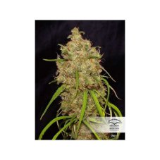 Desfrán - feminized seeds 3 pcs Dutch Passion