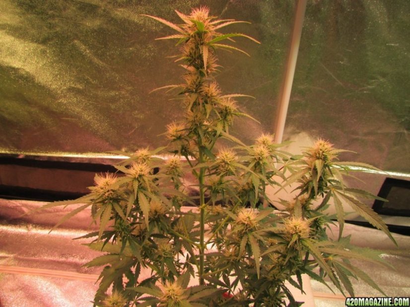 Dr Greenthumbs Dedoverde Haze Auto - fem. a samonakvétací semienka 3ks Humboldt