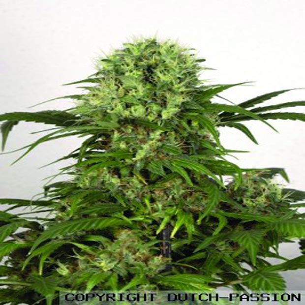 Green Spirit - feminisierte Samen 5ks Dutch Passion