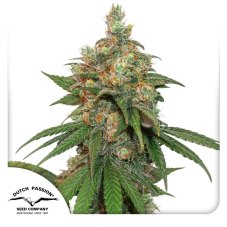 HiFi 4G feminized seeds 10 pcs Dutch Passion