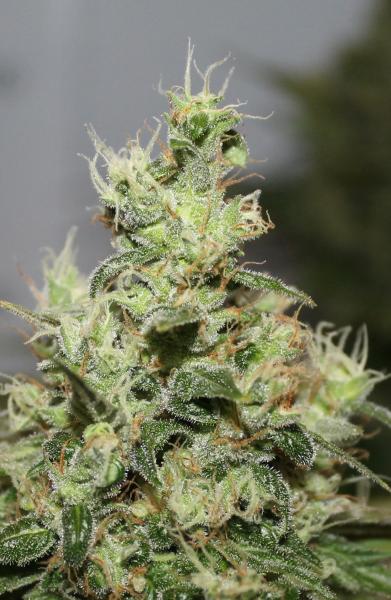 CBD Kush®- feminizované semienka 3 ks Dutch Passion