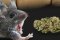 Marijuana and "Spice" Can Cause Seizures, Study Says