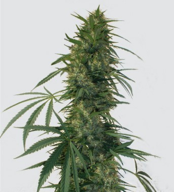 Pulsar  - feminizovaných semen 10 ks Buddha Seeds