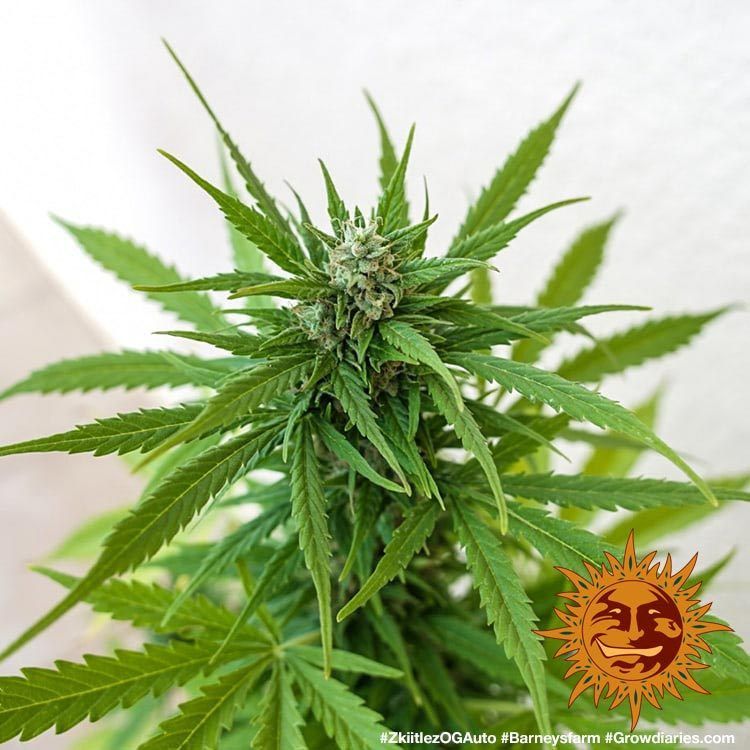 Zkittlez OG Auto - autoflowering semena marihuany 10 ks Barney´s Farm