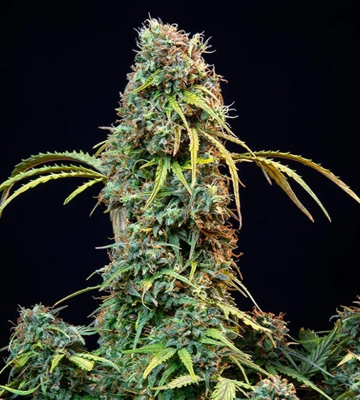 Royal CBDV Automatic - samonakvétací semínka 3 ks Royal Queen Seeds