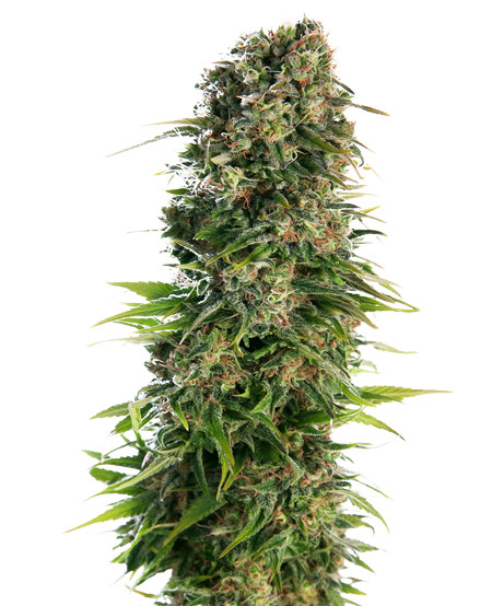 Hindu Kush - samonakvétací semínka 3 ks Sensi Seeds