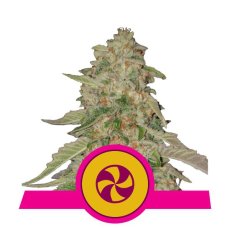 Sweet ZZ - feminizovaná semienka 5 ks Royal Queen Seeds